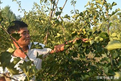 新型果树种植 既产鲜果又成药材，农民面临的双重机遇与困境