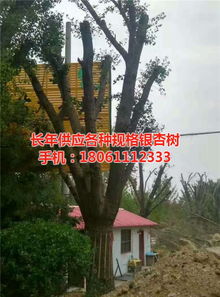 远森银杏苗木种植专业合作社 深耕银杏产业，从苗木到果实的全链条发展