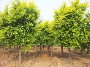 招远市兴义苗木种植专业合作社 绿色产业的专业践行者