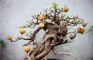 前景广阔，效益可观——高经济价值花卉苗木种植指南