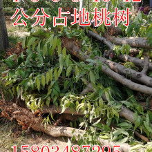 绛县泽森苗木种植专业合作社 以专业种植助力绿色生态发展