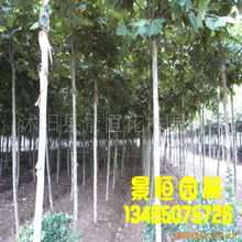 苗木与种相关产品批发 开启树木种植新篇章
