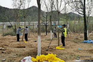 北京兴延高速昌平段完成6600亩树木栽植，构筑京北绿色生态走廊