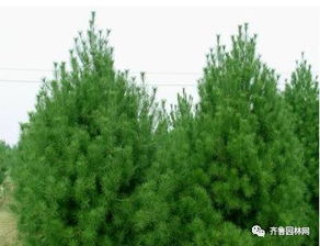 泰安润松苗木种植农民专业合作社 以专业与生态推动树木种植产业发展