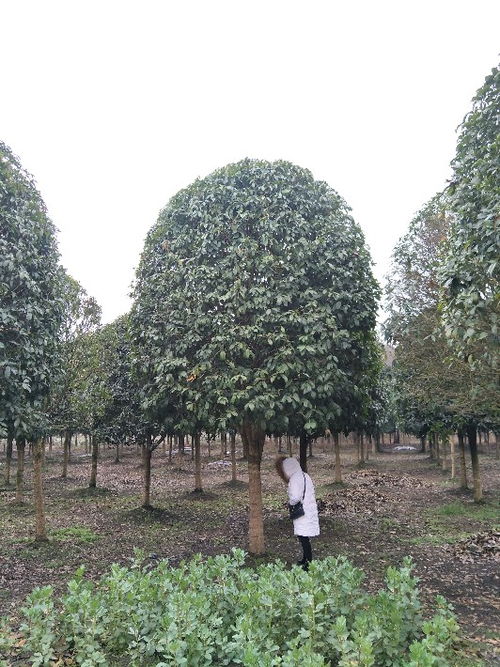 贵州八月桂苗木种植基地 批发价直销，打造芬芳园林