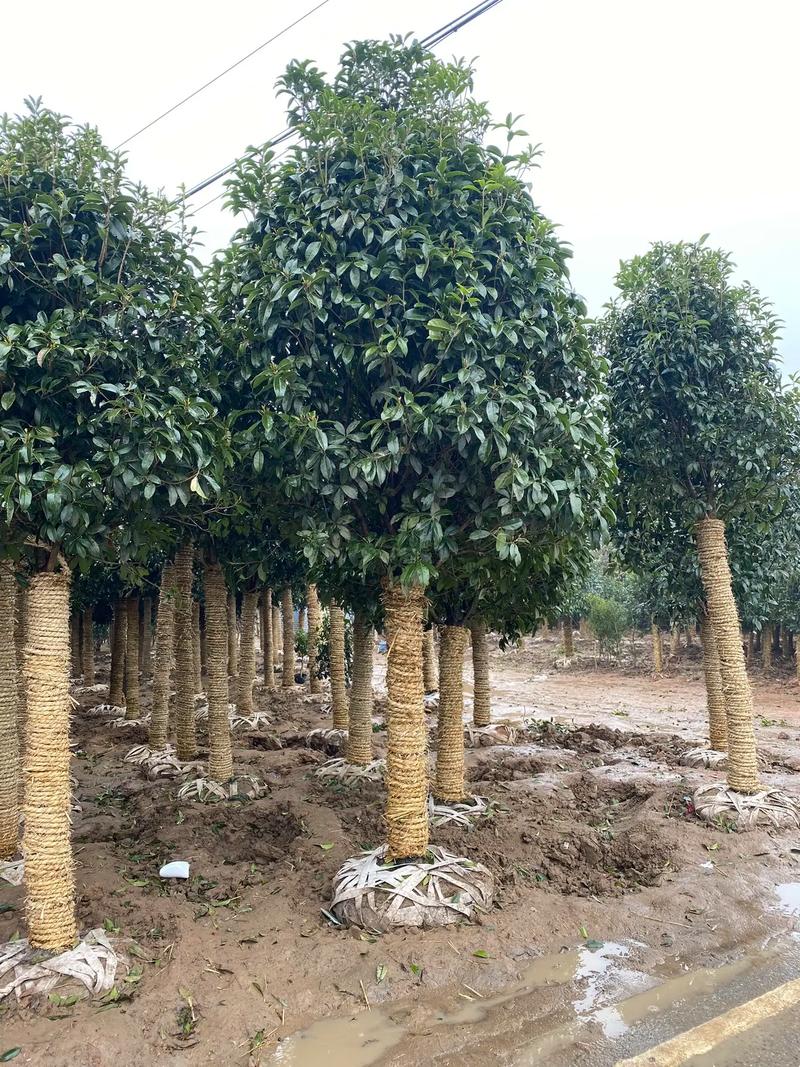 庭院添雅韵 如何选择与种植不同规格的桂花树