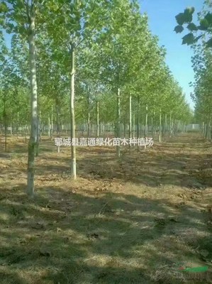 郓城县嘉通绿化苗木种植场 打造绿色生态，推动树木种植产业化发展