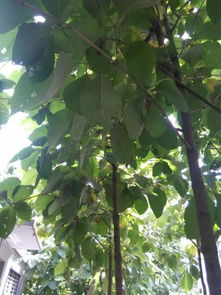 探寻厂区绿化树木 识别、种苗来源与种植指南