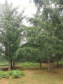 邳州市盛缘银杏苗木种植专业合作社 热卖促销，优质银杏苗木价格、厂家与供应商全方位解析