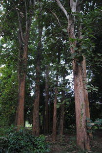 皂荚树 扎根乡土的“霸气”卫士