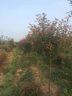红叶石楠种植基地 色彩与品质的完美融合