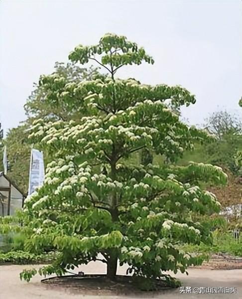 十年树木，植树节种出“金元宝”的秘密