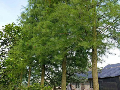 南县绿行者苗木种植 专业树木种植经营之路