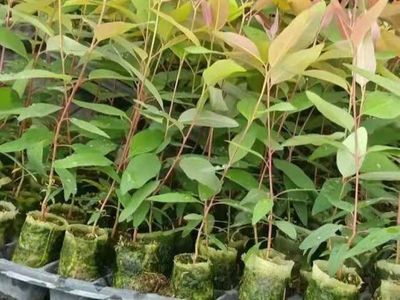 泉港涂岭山林水源枯竭的警示 桉树林种植与生态经营的反思