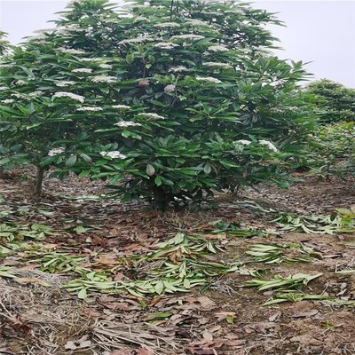 中华石楠球的种植与经营指南