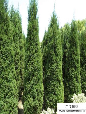 圆柏树基地 绿色产业的专业化树木种植与经营