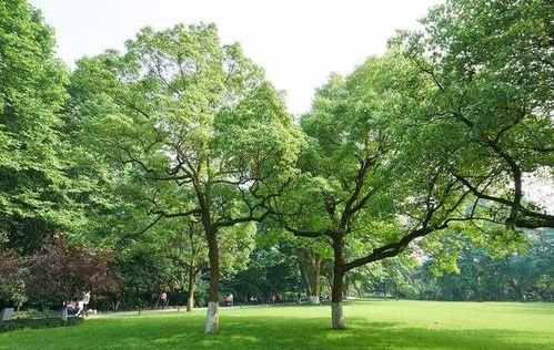 成都绿化苗木供应批发 哪里性价比高与种植指南