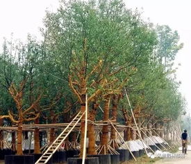 秋季树木栽植五不宜