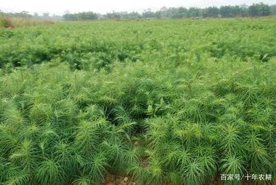 昔日‘致富树’今成‘后悔树’——光鲜宣传背后的种植困境