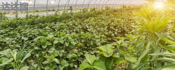 农业发展经营范围及树木种植注册指南