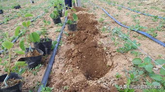 科学定植促发展 山东博山猕猴桃苗木种植如火如荼