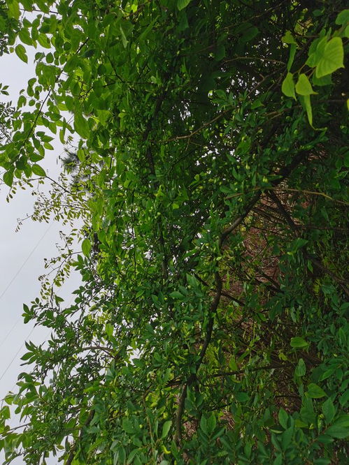 野生树木的加工价值 种植与可持续利用的机遇