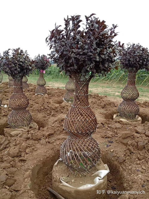 新款紫叶稠李、五角枫与小叶女贞编织造型苗木的种植指南