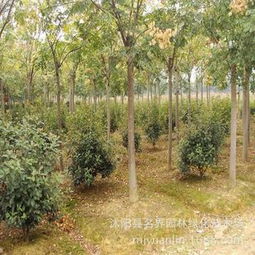 守护城市绿荫 名界园林黄山栾树的四季美学与经济价值