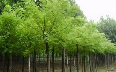 刺槐入侵史 从被迫种植到生态之殇