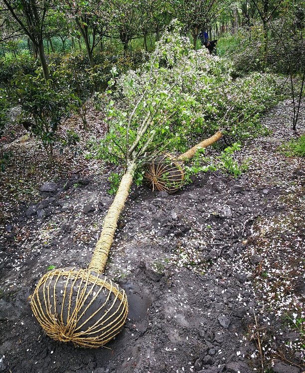 成都西府海棠种植基地 供应北美海棠，直发全国工程景观